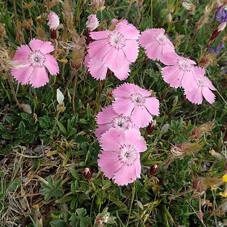 Dianthus alpinus / Alpine Pink, A Trenchtling 3.7.2019