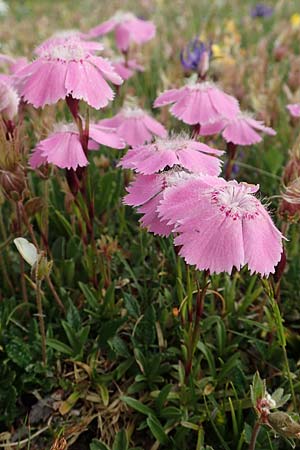 Dianthus alpinus \ Ostalpen-Nelke / Alpine Pink, A Trenchtling 3.7.2019