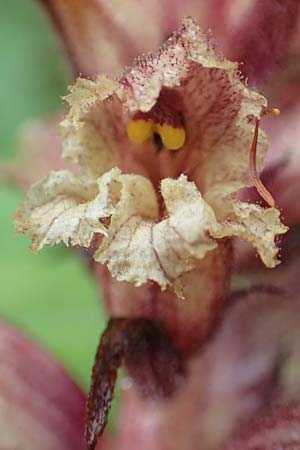 Orobanche pancicii \ Pancic-Sommerwurz / Pancic Broomrape, A Pusterwald, Eiskar 1.7.2019