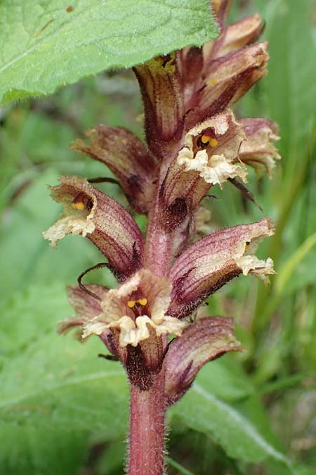 Orobanche pancicii \ Pancic-Sommerwurz / Pancic Broomrape, A Pusterwald, Eiskar 1.7.2019