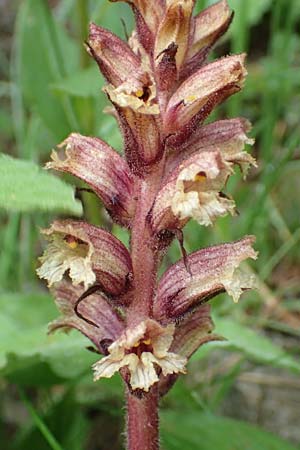 Orobanche pancicii \ Pancic-Sommerwurz / Pancic Broomrape, A Pusterwald, Eiskar 1.7.2019