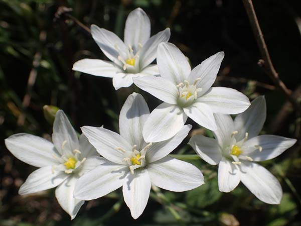 Ornithogalum pannonicum \ Pannonischer Milchstern, Schopf-Milchstern, A Seewinkel, Illmitz 9.5.2022