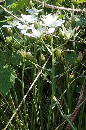 Ornithogalum pannonicum \ Pannonischer Milchstern, Schopf-Milchstern / Pannonian Star of Bethlehem, A Seewinkel, Illmitz 9.5.2022