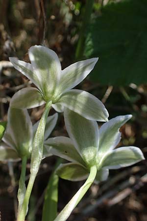 Ornithogalum pannonicum \ Pannonischer Milchstern, Schopf-Milchstern, A Seewinkel, Illmitz 9.5.2022