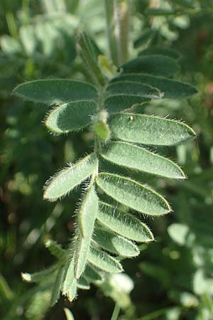 Oxytropis pilosa \ Zottige Fahnenwicke, Steppen-Spitzkiel, A Weiden am Neusiedler See 10.5.2022