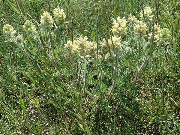 Oxytropis pilosa \ Zottige Fahnenwicke, Steppen-Spitzkiel, A Weiden am Neusiedler See 10.5.2022