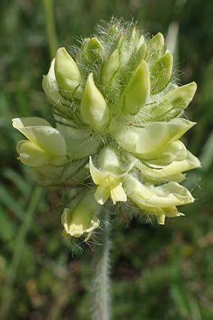 Oxytropis pilosa \ Zottige Fahnenwicke, Steppen-Spitzkiel / Wooly Milk-Vetch, A Weiden am Neusiedler See 10.5.2022