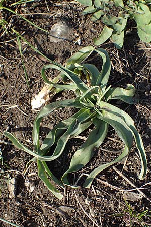 Ornithogalum pannonicum \ Pannonischer Milchstern, Schopf-Milchstern / Pannonian Star of Bethlehem, A Hainburg 3.4.2023