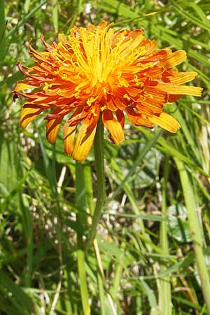 Crepis aurea \ Gold-Pippau, A Malta - Tal 19.7.2010