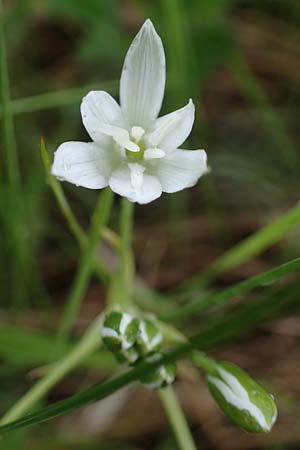 Ornithogalum pannonicum ? \ Pannonischer Milchstern, Schopf-Milchstern, A Siegendorf 13.5.2022