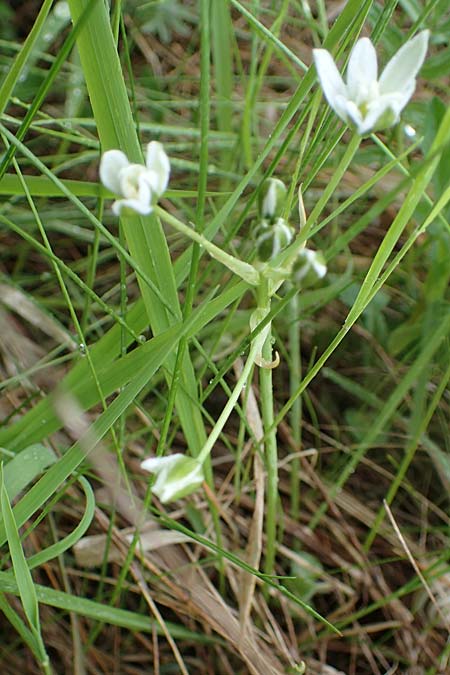 Ornithogalum pannonicum ? \ Pannonischer Milchstern, Schopf-Milchstern / Pannonian Star of Bethlehem, A Siegendorf 13.5.2022