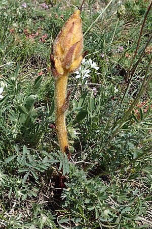 Orobanche gracilis \ Blutrote Sommerwurz / Slender Broomrape, A Hainburg 14.5.2022