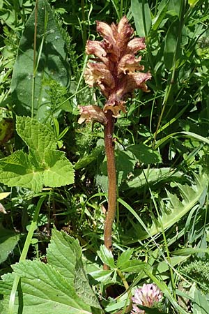 Orobanche reticulata subsp. pallidiflora \ Blassbltige Distel-Sommerwurz, A Kärnten, Koralpe 3.7.2022