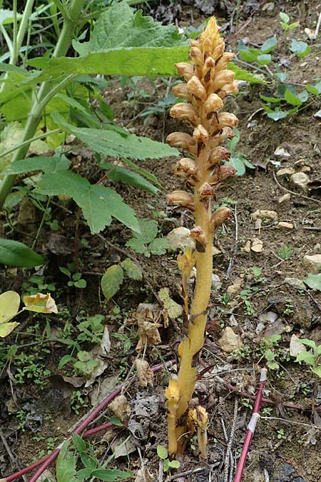 Orobanche salviae \ Salbei-Sommerwurz, A Kärnten, St. Paul im Lavanttal 6.7.2023