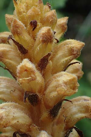 Orobanche salviae \ Salbei-Sommerwurz / Sage Broomrape, A Kärnten/Carinthia, St. Paul im Lavanttal 6.7.2023