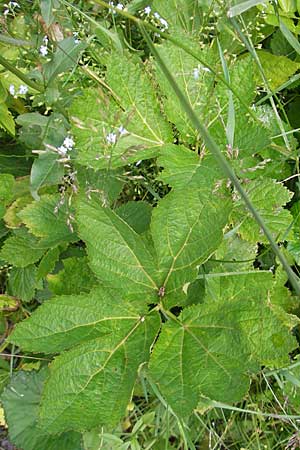 Peucedanum ostruthium \ Meisterwurz / Masterwort, A Malta - Tal / Valley 19.7.2010