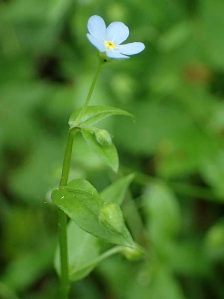 Omphalodes scorpioides \ Wald-Nabelnsschen, Wald-Gedenkemein / Navelwort, A Krems 7.5.2022