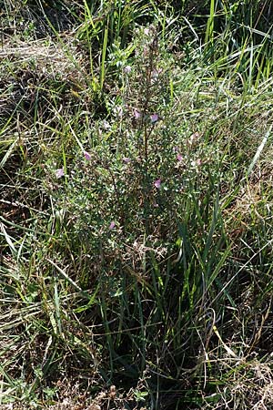 Ononis spinosa \ Dornige Hauhechel, A Seewinkel, Apetlon 23.9.2022