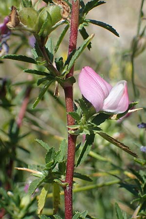 Ononis spinosa \ Dornige Hauhechel, A Hainburg 8.7.2023