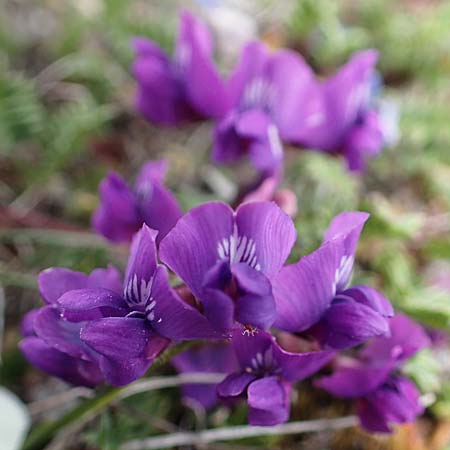 Oxytropis triflora \ Dreibltiger Spitzkiel, A Wölzer Tauern, Hoher Zinken 26.6.2021