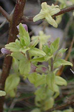 Odontites vulgaris \ Spter Zahntrost, Gewhnlicher Zahntrost, A Mattersburg 24.9.2022