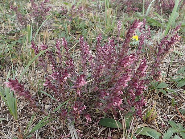 Odontites vulgaris \ Spter Zahntrost, Gewhnlicher Zahntrost / Red Bartsia, A Seewinkel, Apetlon 26.9.2022