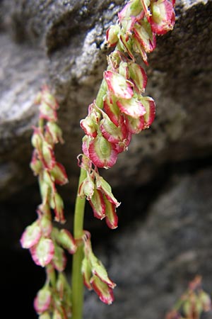 Oxyria digyna \ Alpen-Suerling / Alpine Mountain Sorrel, A Malta - Tal / Valley 7.6.2008