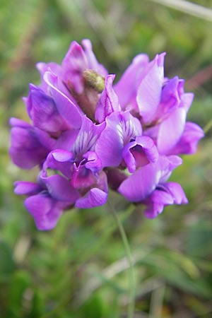 Oxytropis neglecta \ Insubrischer Spitzkiel, Pyrenen-Spitzkiel / Pyrenean Milk-Vetch, A Kärnten/Carinthia, Petzen 2.7.2010