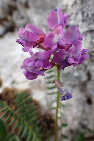 Oxytropis neglecta \ Insubrischer Spitzkiel, Pyrenen-Spitzkiel / Pyrenean Milk-Vetch, A Trenchtling 3.7.2019