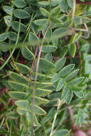 Oxytropis lapponica \ Lapplnder Spitzkiel, Lapplnder Fahnenwicke / Northern Milk-Vetch, A Eisenerzer Reichenstein 28.7.2021