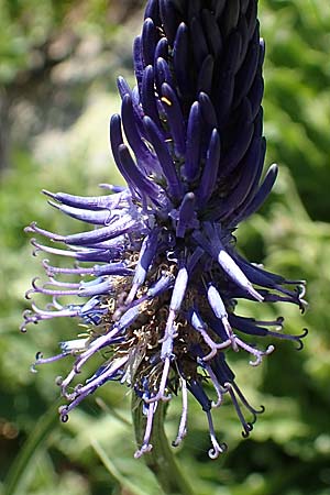 Phyteuma zahlbruckneri \ Zahlbruckners Teufelskralle / Zahlbruckner's Rampion, A Nockalmstraße Windebensee 10.7.2019