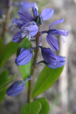 Polygala alpestris / Alpine Milkwort, A Reutte 25.5.2008