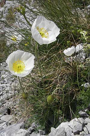 Papaver alpinum \ Nordost-Alpen-Mohn / Alpine Poppy, A Trenchtling 3.7.2010