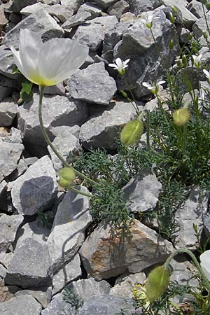 Papaver alpinum \ Nordost-Alpen-Mohn / Alpine Poppy, A Trenchtling 3.7.2010