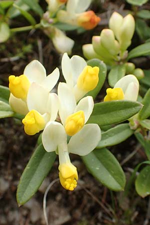 Polygala chamaebuxus \ Buchs-Kreuzblume, Buchs-Kreuzblmchen, A Kärnten, Hochobir 19.5.2016