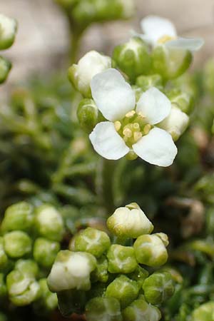 Hornungia alpina \ Alpen-Steinkresse, A Kärnten, Hochobir 19.5.2016