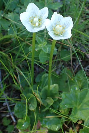 Parnassia palustris \ Sumpf-Herzblatt, Studentenrschen, A Kärnten, Petzen 8.8.2016