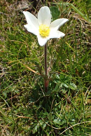 Pulsatilla alpina subsp. austriaca \ sterreicher Alpen-Kuhschelle / Austrian Alpine Pasque-Flower, A Kärnten/Carinthia, Koralpe 9.8.2016