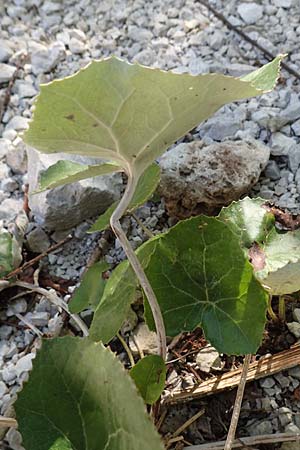 Petasites albus \ Weie Pestwurz, A Kärnten, Tscheppa - Schlucht 20.8.2016