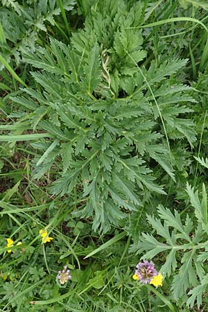 Pleurospermum austriacum / Austrian Pleurospermum, A Pusterwald, Eiskar 1.7.2019