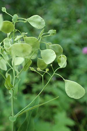 Peltaria alliacea \ Scheibenschtchen, A Steiermark, Pernegg-Mixnitz 4.7.2019