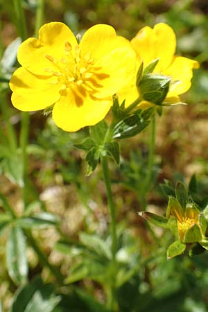 Potentilla aurea \ Gold-Fingerkraut / Golden Cinquefoil, A Rax 28.6.2020