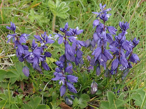 Polygala alpestris \ Voralpen-Kreuzblume, Berg-Kreuzblmchen / Alpine Milkwort, A Rax 28.6.2020