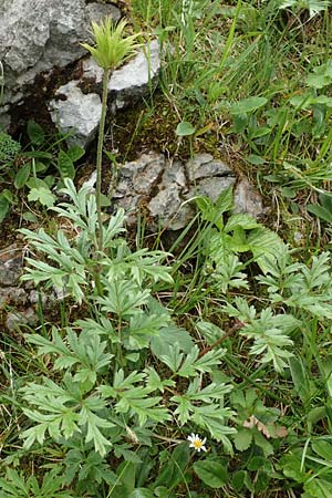 Pulsatilla alpina subsp. schneebergensis \ Schneeberger Alpen-Kuhschelle / Schneeberg Alpine Pasque-Flower, A Schneealpe 30.6.2020