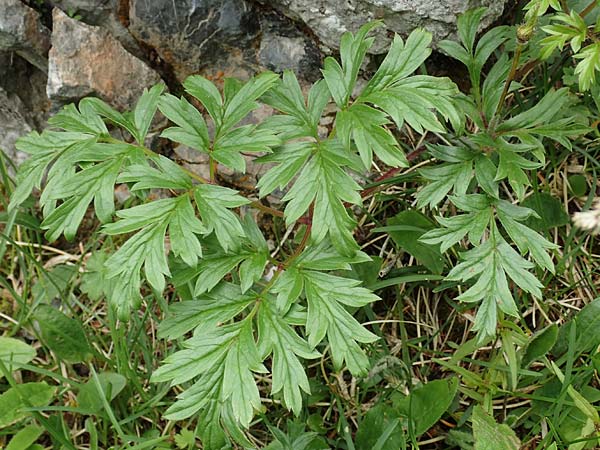 Pulsatilla alpina subsp. schneebergensis \ Schneeberger Alpen-Kuhschelle, A Schneealpe 30.6.2020