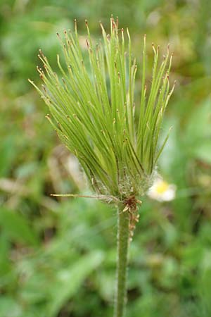 Pulsatilla alpina subsp. schneebergensis \ Schneeberger Alpen-Kuhschelle, A Schneealpe 30.6.2020