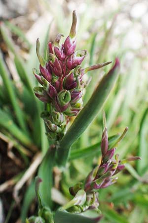 Poa alpina \ Alpen-Rispengras / Alpine Meadow Grass, A Dachstein 10.7.2020