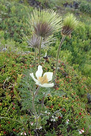 Pulsatilla alpina subsp. austriaca \ sterreicher Alpen-Kuhschelle / Austrian Alpine Pasque-Flower, A Wölzer Tauern, Kleiner Zinken 26.6.2021