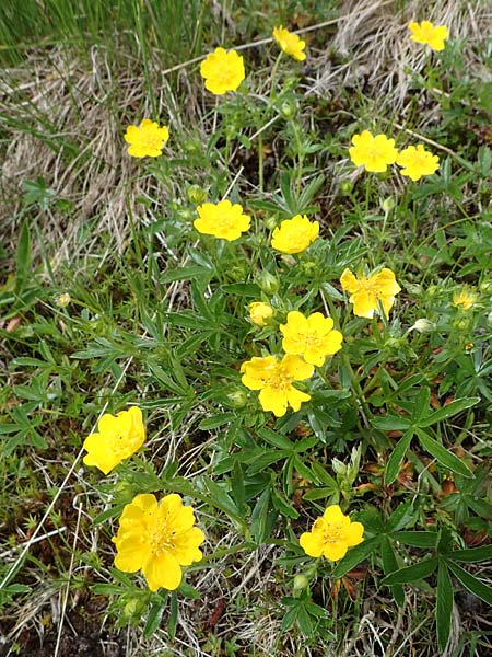 Potentilla aurea \ Gold-Fingerkraut / Golden Cinquefoil, A Wölzer Tauern, Kleiner Zinken 26.6.2021