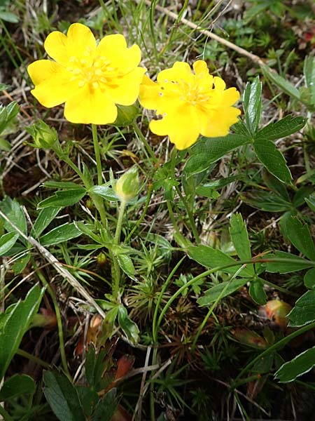 Potentilla aurea \ Gold-Fingerkraut / Golden Cinquefoil, A Wölzer Tauern, Kleiner Zinken 26.6.2021